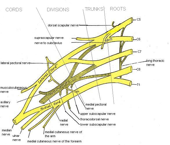 brachial plexus anatomy portrayal